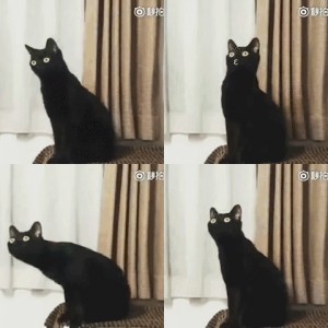 一组沙雕长颈黑猫表情包