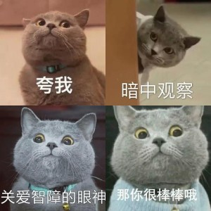 网红猫表情包系列​