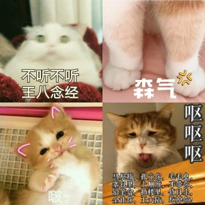 一组萌萌的猫咪表情包，一起吸猫