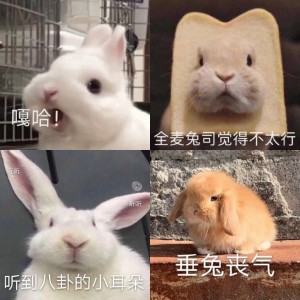 兔兔表情包系列