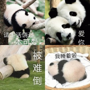 圆滚滚熊猫表情包