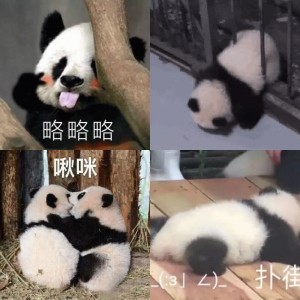 萌萌哒大熊猫表情包 ​