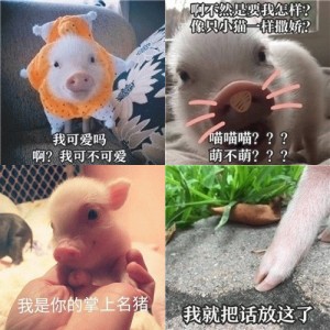 猪猪表情包系列