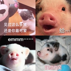 一组可爱的猪猪表情包 ​