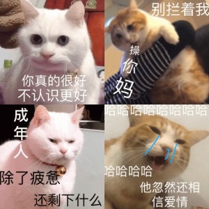 一组猫咪斗图表情包