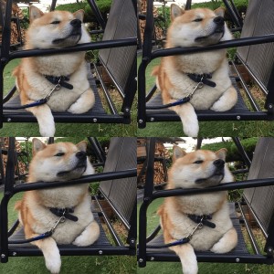 shibaholmes 柴犬在摇椅上的悠闲狗生动图表情包