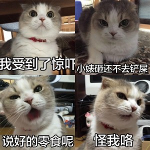 搞笑猫猫表情