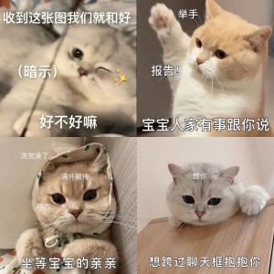 可爱猫猫情侣用表情包