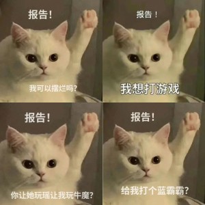 可爱猫咪举手报告