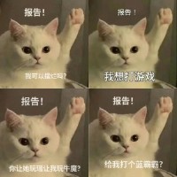 可爱猫咪举手报告