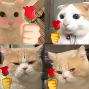 可爱猫猫献花表情