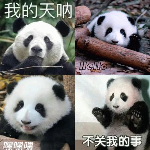 超可爱的熊猫表情包