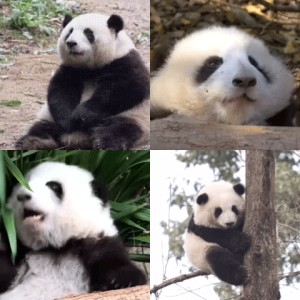 大熊猫花花表情包