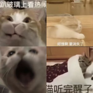 猫猫表情包