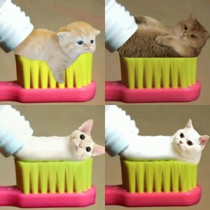 牙膏猫咪表情包