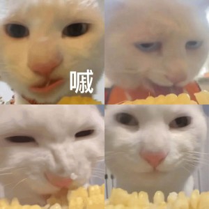 猥琐猫咪吃玉米表情包
