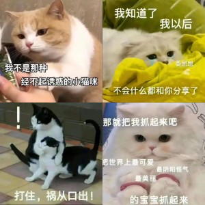 可爱搞笑猫猫表情包