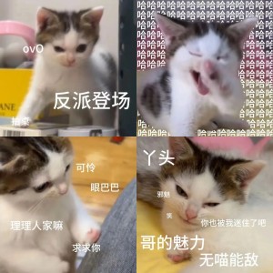 邪恶小鼻嘎表情包 | 猫咪表情包相关表情包,表情包专辑 - 求表情网,斗图从此不求人!