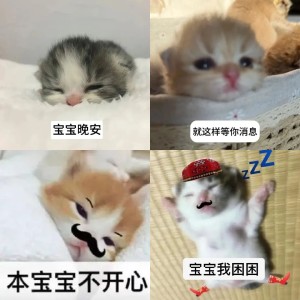 可爱暹罗猫侧身坐,呆萌模样尽显可爱俏皮 猫meme表情包|量大管饱表情包图片gif动图 - 求表情网,斗图从此不求人!