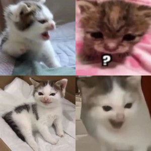 小猫咪 八嘎牙路 猫咪穿着蓝衣表情凶狠,配文“八嘎牙路”尽显霸气表情包图片gif动图 - 求表情网,斗图从此不求人!