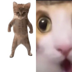 可爱猫咪突然瞪眼张嘴，这惊讶表情太逗啦 猫meme表情包｜量大管饱表情包图片gif动图 - 求表情网,斗图从此不求人!
