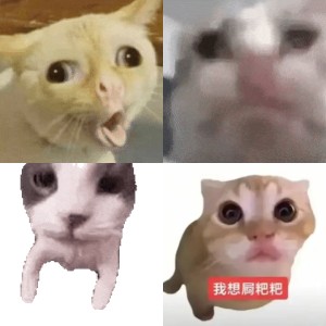 抖音超火的猫meme合集 模糊小猫咪伸爪注视,呆萌疑惑超可爱表情包图片gif动图 - 求表情网,斗图从此不求人!