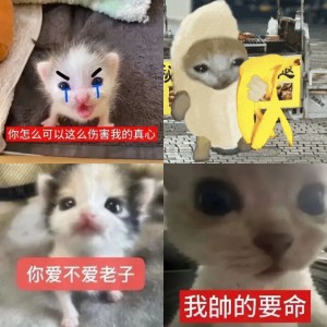 抖音超火的猫meme表情包合集 白猫嘴巴微动，睁大眼睛尽显呆萌可爱表情包图片gif动图 - 求表情网,斗图从此不求人!