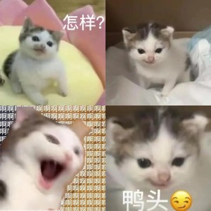 小猫咪 八嘎牙路 猫咪穿着蓝衣表情凶狠,配文“八嘎牙路”尽显霸气表情包图片gif动图 - 求表情网,斗图从此不求人!