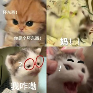 猫meme表情包相关表情包,表情包专辑 - 求表情网,斗图从此不求人!
