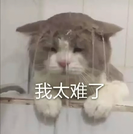我太难了_猫猫洗头