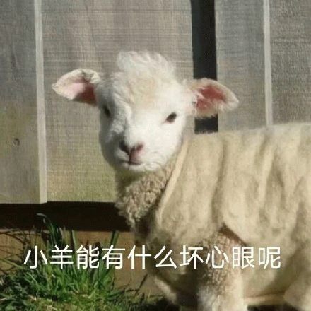 小羊能有什么坏心眼呢
