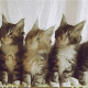抖音五只猫咪摇头 GIF 动图