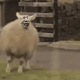 沙雕羊蹦哒 GIF