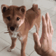 柴犬give me five