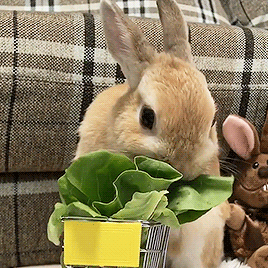 兔子吃青菜 GIF