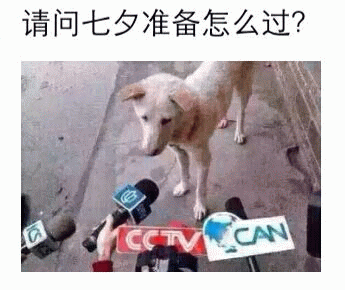采访单身狗：请问七夕准备怎么过？