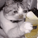 猫咪喝啤酒