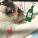 猫咪心碎喝酒买醉