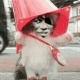 魔性变脸猫戴帽子