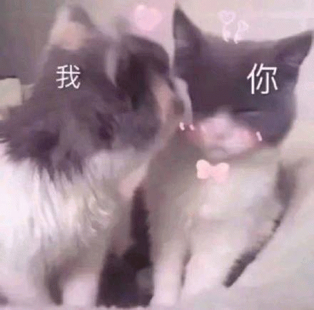 我强吻你（猫咪）