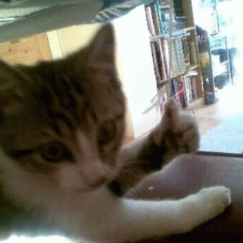 猫猫为你竖起大拇指