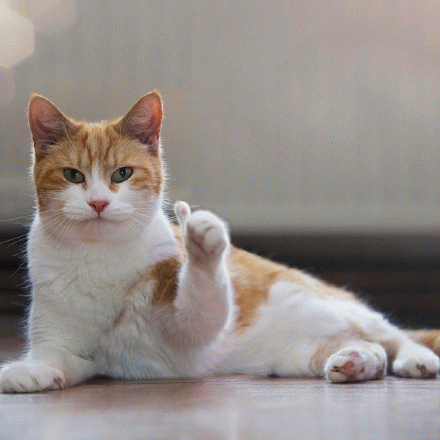 花猫猫为你竖起大拇指