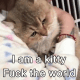 I am a kittyFuck the world.
