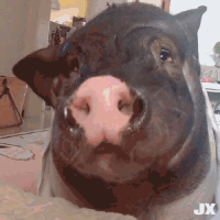 猪猪吃东西 GIF 动图