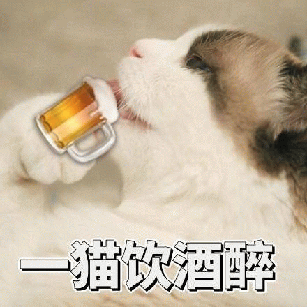 一猫饮酒醉