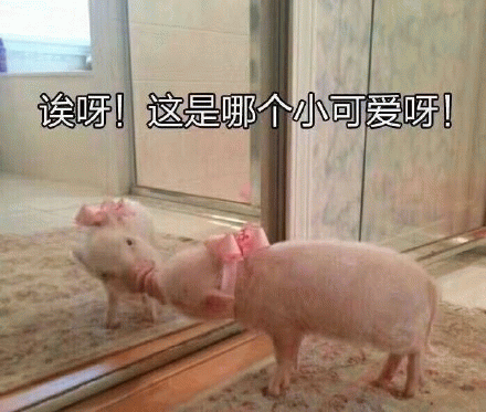 哎呀！这是哪个小可爱呀！小猪猪照镜子