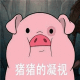 猪猪的凝视