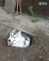 挖个洞把自己埋起来