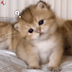 猫咪问号 GIF 表情包