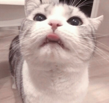 猫咪略略略小舌头